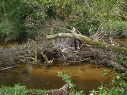 20230722_embacle1_fanquigo4